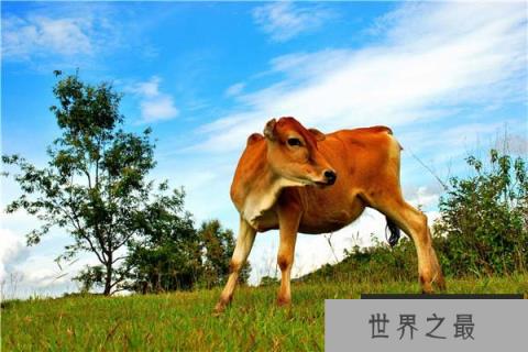 中国体型最小的牛,小狗牛体型和狗差不多 中国体型最小的牛,小狗牛体型和狗差不多