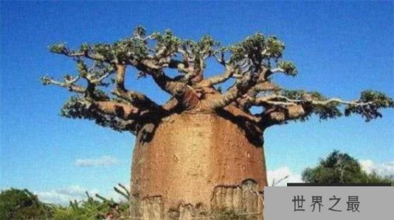 全球最大”瓶子树“一颗树能储存2吨水,足够一家四口使用大半年 全球最大”瓶子树“一颗树能储存2吨水,足够一家四口使用大半年