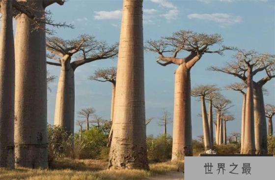 全球最大”瓶子树“一颗树能储存2吨水,足够一家四口使用大半年 全球最大”瓶子树“一颗树能储存2吨水,足够一家四口使用大半年