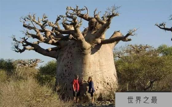 全球最大”瓶子树“一颗树能储存2吨水,足够一家四口使用大半年 全球最大”瓶子树“一颗树能储存2吨水,足够一家四口使用大半年