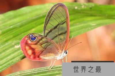 世界上最稀有的蝴蝶,玫瑰水晶眼蝶很罕见 世界上最稀有的蝴蝶,玫瑰水晶眼蝶很罕见
