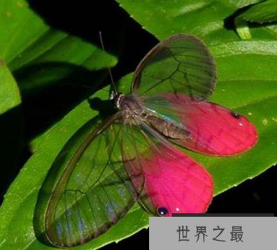 世界上最稀有的蝴蝶,玫瑰水晶眼蝶很罕见 世界上最稀有的蝴蝶,玫瑰水晶眼蝶很罕见