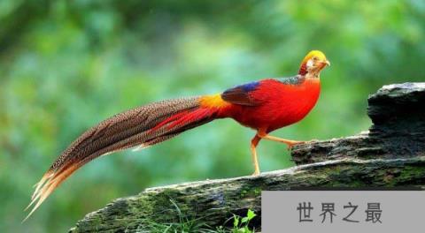 红腹锦鸡 红腹锦鸡