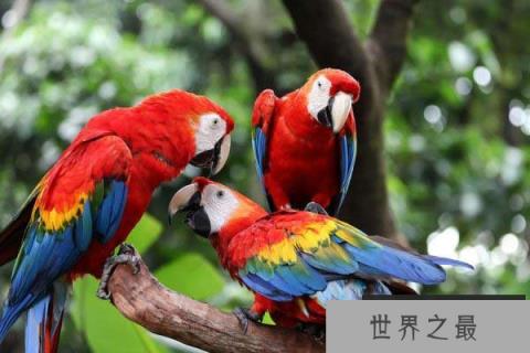 五彩金刚鹦鹉 五彩金刚鹦鹉