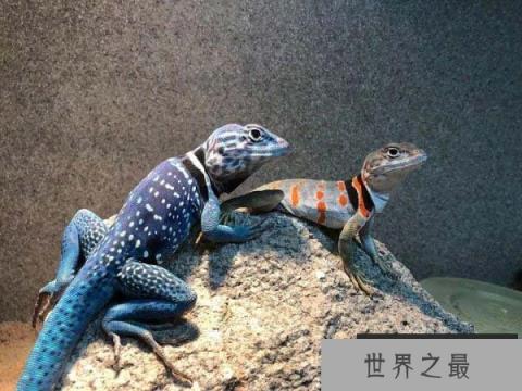 世界上最漂亮的蜥蜴，环颈蜥颜色丰富多彩