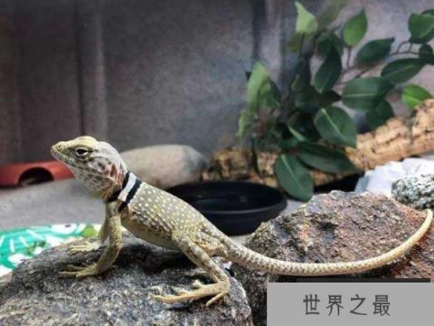 世界上最漂亮的蜥蜴，环颈蜥颜色丰富多彩