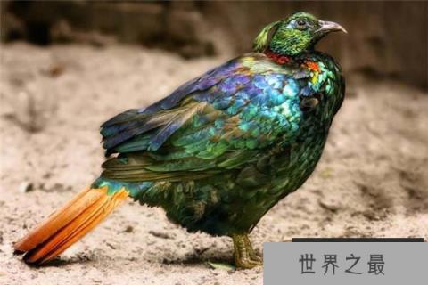 世界上最美丽的鸡，虹雉比凤凰还漂亮
