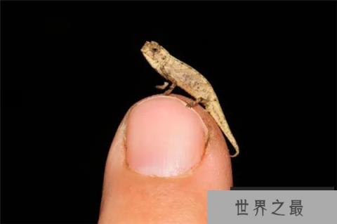 地球最小爬行动物，体长仅22毫米