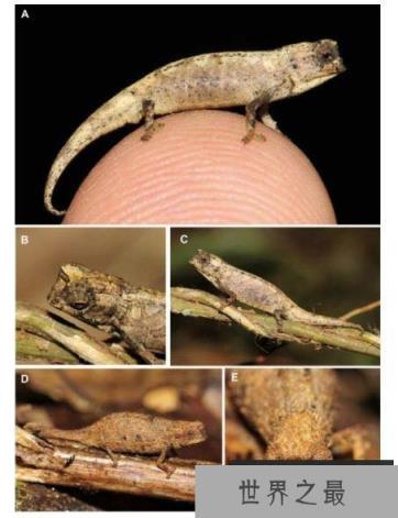 地球最小爬行动物，体长仅22毫米