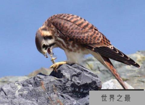 美国最小的猛禽：美洲隼为一夫一妻制