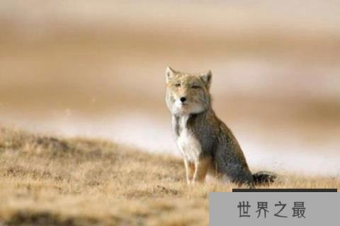 藏狐是种什么样的动物？藏狐有什么特点？