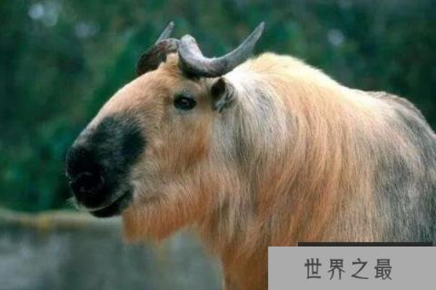 六不像是什么动物?羚牛因长相奇特而得名 六不像是什么动物?羚牛因长相奇特而得名