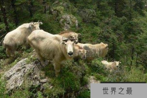 六不像是什么动物?羚牛因长相奇特而得名 六不像是什么动物?羚牛因长相奇特而得名