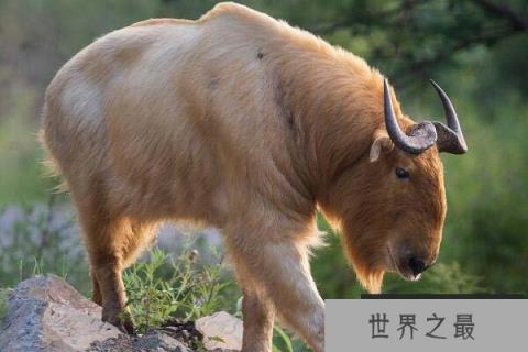 六不像是什么动物?羚牛因长相奇特而得名 六不像是什么动物?羚牛因长相奇特而得名