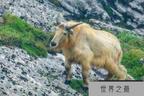 六不像是什么动物?羚牛因长相奇特而得名 六不像是什么动物?羚牛因长相奇特而得名