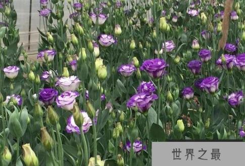 世界上十大最贵的花 昙花是无价之宝(开花期短)