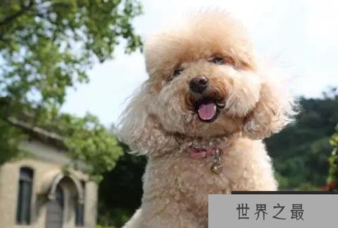 世界上新手最容易养的十种狗狗 金毛气质出众(性格温顺) 世界上新手最容易养的十种狗狗 金毛气质出众(性格温顺)