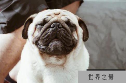 世界上新手最容易养的十种狗狗 金毛气质出众(性格温顺) 世界上新手最容易养的十种狗狗 金毛气质出众(性格温顺)