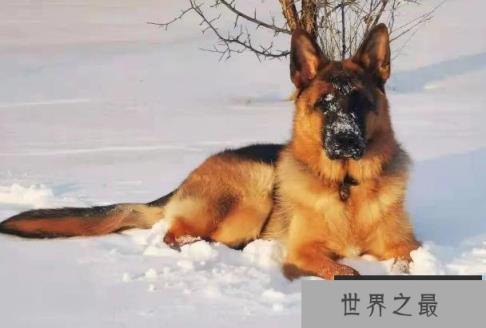 世界上新手最容易养的十种狗狗 金毛气质出众(性格温顺) 世界上新手最容易养的十种狗狗 金毛气质出众(性格温顺)