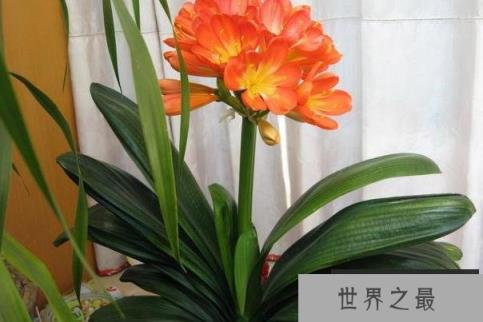 世界上十大最美君子兰品种 大花君子兰叶片大(观赏价值高)