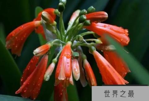 世界上十大最美君子兰品种 大花君子兰叶片大(观赏价值高)