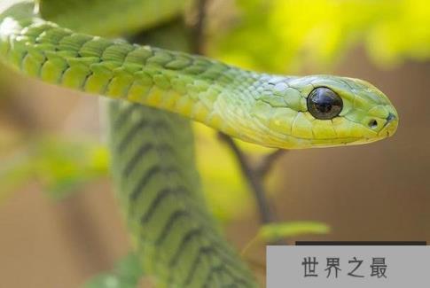 世界十大陆地最毒的蛇 黑曼巴比较致命(长2.5米)