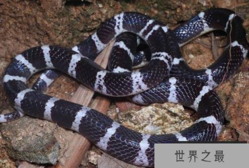 世界十大陆地最毒的蛇 黑曼巴比较致命(长2.5米)