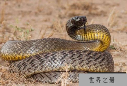 世界十大陆地最毒的蛇 黑曼巴比较致命(长2.5米)