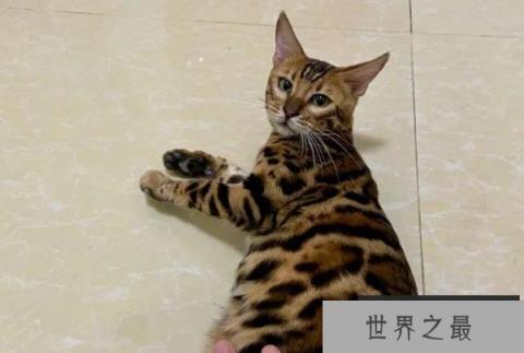 世界十大最美的猫 布偶猫是美国品种(性情温顺)