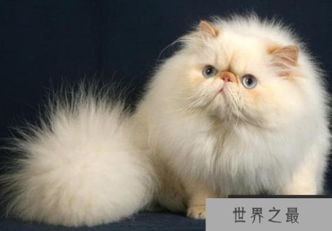 世界十大最美的猫 布偶猫是美国品种(性情温顺)