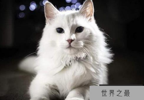 世界十大最美的猫 布偶猫是美国品种(性情温顺)