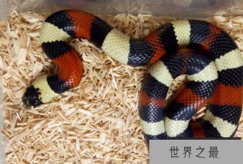 世界上最好饲养的十大宠物蛇 玉米蛇容易饲养(适应能力好)