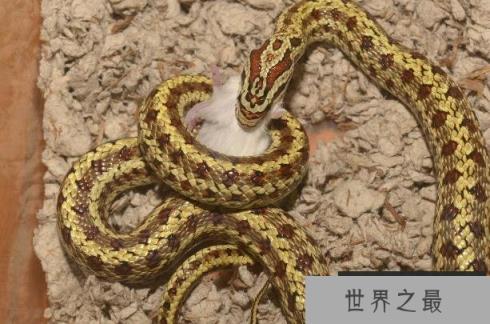 世界上最好饲养的十大宠物蛇 玉米蛇容易饲养(适应能力好)