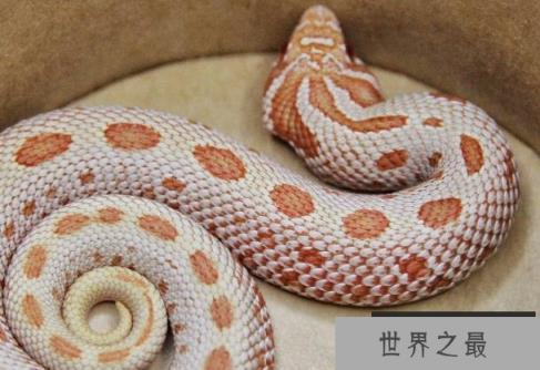 世界上最好饲养的十大宠物蛇 玉米蛇容易饲养(适应能力好)