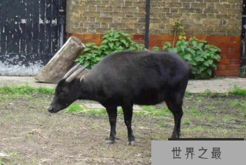 世界上最小的一种水牛，低地水牛肩高不超1米