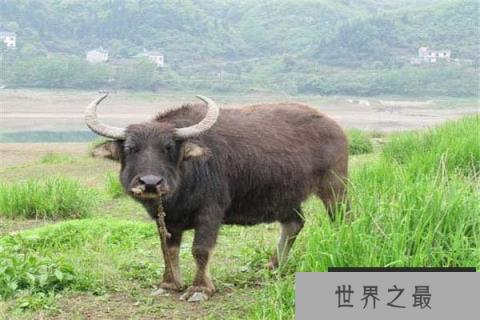 世界上最小的一种水牛，低地水牛肩高不超1米