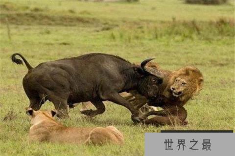世界上最小的一种水牛，低地水牛肩高不超1米