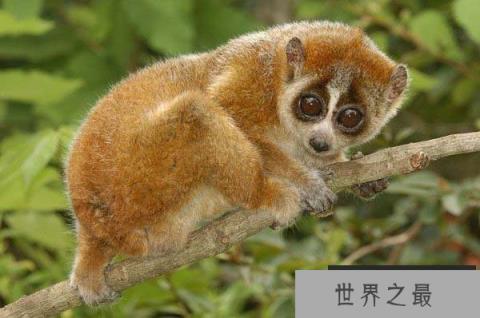 世界上唯一使用毒液的猴子 小懒猴动作十分迟缓