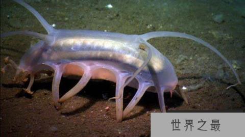 世界上最难看的海洋生物，非海猪莫属！
