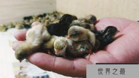 世界上最小的鸡,芦丁鸡的蛋与硬币相当 世界上最小的鸡,芦丁鸡的蛋与硬币相当