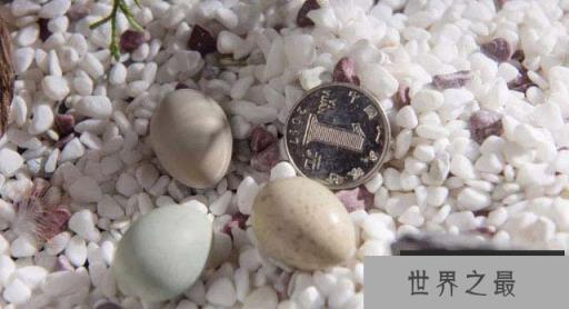 世界上最小的鸡,芦丁鸡的蛋与硬币相当 世界上最小的鸡,芦丁鸡的蛋与硬币相当