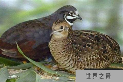 世界上最小的鸡,芦丁鸡的蛋与硬币相当 世界上最小的鸡,芦丁鸡的蛋与硬币相当