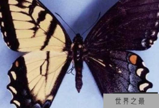 世界上最恐怖的蝴蝶 鬼美人凤蝶比较罕见