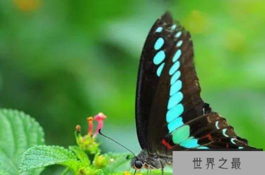 世界上最恐怖的蝴蝶 鬼美人凤蝶比较罕见