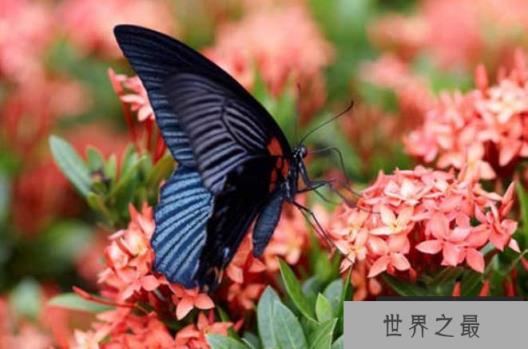 世界上最恐怖的蝴蝶 鬼美人凤蝶比较罕见