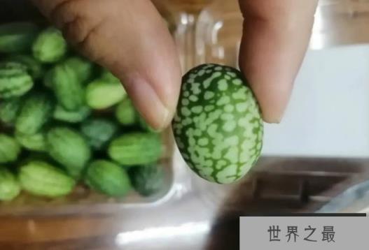 世界上最小的西瓜 拇指西瓜长只有3厘米(味道酸甜) 世界上最小的西瓜 拇指西瓜长只有3厘米(味道酸甜)