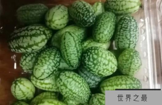 世界上最小的西瓜 拇指西瓜长只有3厘米(味道酸甜) 世界上最小的西瓜 拇指西瓜长只有3厘米(味道酸甜)