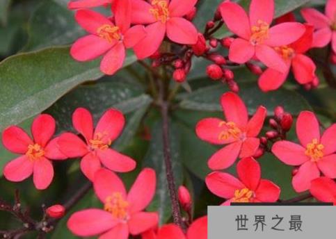 世界上花期最长的花 日日樱至少300天以上 世界上花期最长的花 日日樱至少300天以上