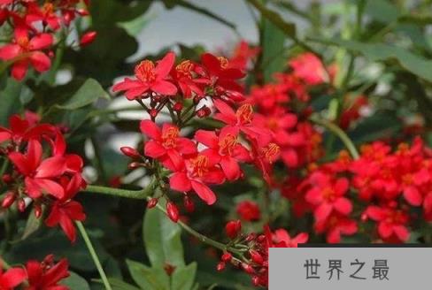 世界上花期最长的花 日日樱至少300天以上 世界上花期最长的花 日日樱至少300天以上