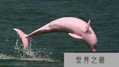 世界上最漂亮的海豚 粉红瓶鼻海豚浑身粉红色 长达三米